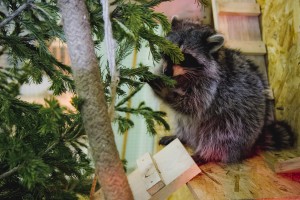 Ельцин Центр в зоопарке