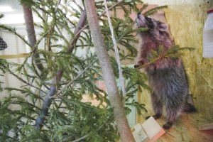 Ельцин Центр в зоопарке