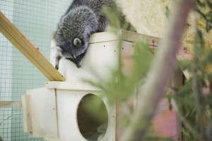 Ельцин Центр в зоопарке