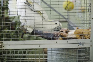 Ельцин Центр в зоопарке