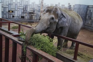 Ельцин Центр в зоопарке