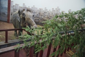 Ельцин Центр в зоопарке