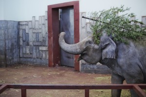 Ельцин Центр в зоопарке