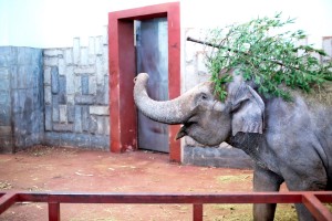 Ельцин Центр в зоопарке