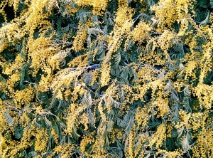 Мимозы. 8 марта в Ельцин Центре