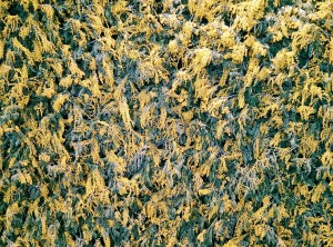 Мимозы. 8 марта в Ельцин Центре