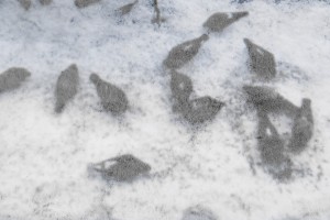 Выставка уральского художника Владимира Селезнёва «Иногда кратчайший путь – самый длинный»