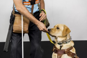 «Собаки – помощники инвалидов» в Ельцин Центре