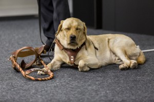 «Собаки – помощники инвалидов» в Ельцин Центре