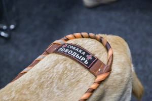 «Собаки – помощники инвалидов» в Ельцин Центре