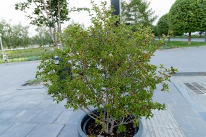 Сад трав: из прошлого в будущее