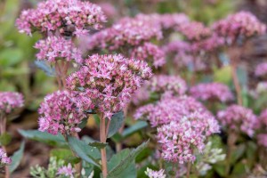 Сад трав: из прошлого в будущее