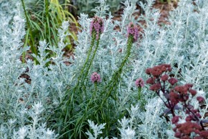 Сад трав: из прошлого в будущее