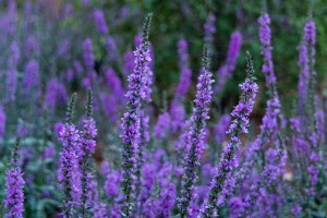 Сад трав: из прошлого в будущее