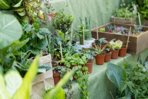 Комнатные растения. Фестиваль растений «Цветение»