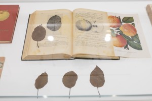 Выставка «Сады Рейшера»