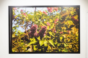 Выставка «Сады Рейшера»