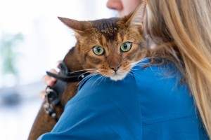 Кот и пёс в Ельцин Центре