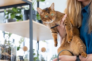 Кот и пёс в Ельцин Центре