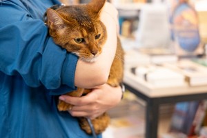 Кот и пёс в Ельцин Центре