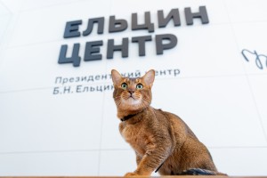 Кот и пёс в Ельцин Центре