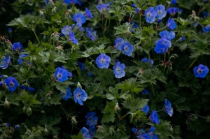 Экскурсия Ильи Гомыранова по Саду трав