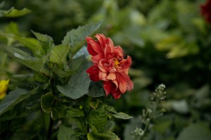 Экскурсия Ильи Гомыранова по Саду трав