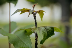 Экскурсия Ильи Гомыранова по Саду трав