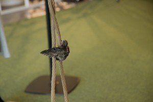 Фестиваль «Цветение»