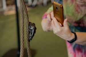 Фестиваль «Цветение»