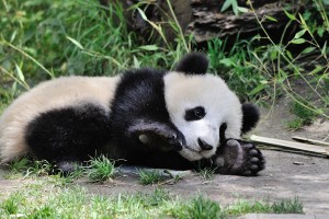 panda4.jpg