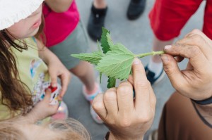 Сад трав. Илья Гомыранов. Многоногие соседи. Путешествие в микромир