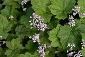 Сад трав. Тиарелла