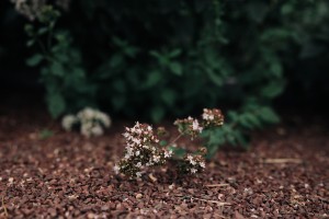 Свобода творчества в Саду трав. Музейная мастерская