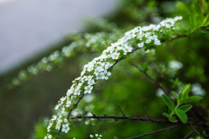 Усадьба Долгоруковых-Бобринских на Малой Никитской в Москве