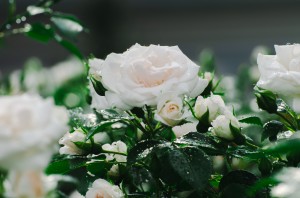 Усадьба Долгоруковых-Бобринских. Розы. 3 июня