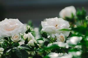 Усадьба Долгоруковых-Бобринских. Розы. 3 июня