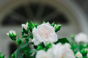 Усадьба Долгоруковых-Бобринских. Розы. 3 июня