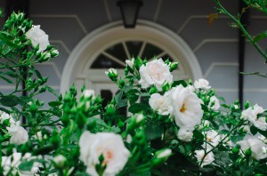 Усадьба Долгоруковых-Бобринских. Розы. 3 июня