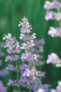 Усадьба Долгоруковых-Бобринских. Розы. 3 июня