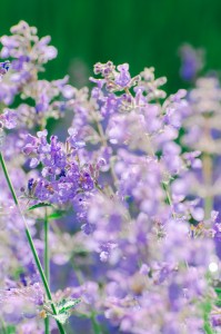 Усадьба Долгоруковых-Бобринских. Розы. 3 июня