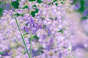 Усадьба Долгоруковых-Бобринских. Розы. 3 июня