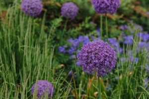 Ботанический скетчинг в Саду трав