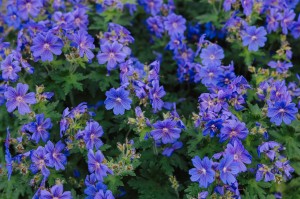 Ботанический скетчинг в Саду трав