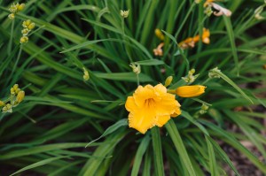 Ботанический скетчинг в Саду трав