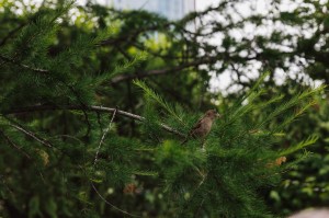 Ботанический скетчинг в Саду трав