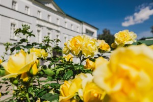 Усадьба Долгоруковых-Бобринских. Розы. 3 июня