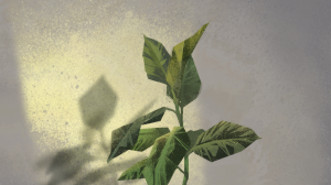 Наталья Фомина. Фикус — от покупки до первого горшка