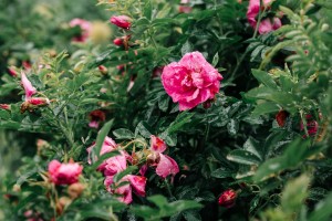 Свобода творчества в Саду трав. Занятие для незрячих и слабовидящих посетителей