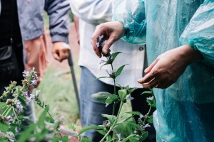 Свобода творчества в Саду трав. Занятие для незрячих и слабовидящих посетителей